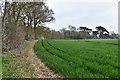 Ash Street: Wheat field in Rectory Lane in South East Cosford Ward