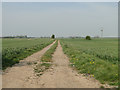 Track to Howard's Marsh in PE34 4LE