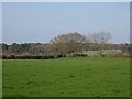 Field off Longstone Lane in CW6 9EU