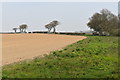 Uncultivated field corner near Croft Farm in Orwell & Villages Ward
