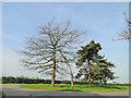 Trees in a layby next to the A47 in PE32 1JE