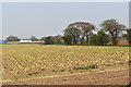 Harvested field of Brussels sprouts, Home Farm, Nacton in IP10 0LZ