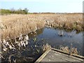 A corner of the Coatham Marsh Nature Reserve in TS10 5JL