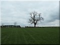 Tree on a field boundary, west of Bolam in Bolam