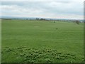 Farmland west of Bolam in Bolam