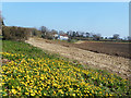 Celandines by Chesham Lane in HP16 9NP