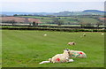 Sheep and Lambs at Lower Bruckland in EX13 8SR