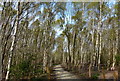 Path through silver birch woodland in Mostyn