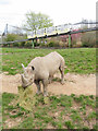 Rhino enclosure and monorail at Chester Zoo in CH2 4AU