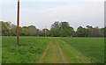 Footpath through Arable Land to St Anne's Road, Mountnessing in Mountnessing