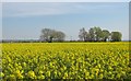 Oil seed rape crop in field close to Luddington in DN17 4QW