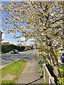Cherry blossom on Chester Road in SK12 1XQ