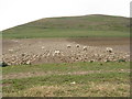 Sheep feeding on Shaw Hill in EH46 7AQ