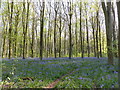 Bluebells in West Woods in SN8 4HU
