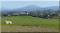 Field and sheep at Llandwrog in LL54 5TJ