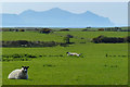 Fields and sheep near Dinas Dinlle in LL54 5TJ