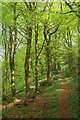 Path through Great Rock Copse in TQ13 9QE