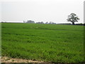 Arable  field  south  of  Marr  Wood in YO62 7TQ