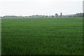 Wheat field near Halewood Farm in L26 5QA