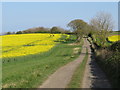Farm track and bridleway near Houghton-le-Spring in SR3 2PR