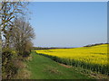 Rape field near Sunderland in SR3 2GJ