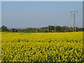 Pylons through a rape field near Sunderland in SR3 2GJ