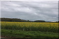 Field of rapeseed in Helpston in PE6 7EE