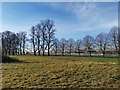 Tree Line next to Horse Racing Track in TW13 6ST