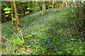 Bluebells in Snelling's Copse in TQ13 9QG