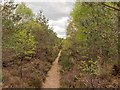 Path from Kildary to Kildary Loch in IV18 0NY