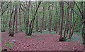 Little Bladen's Wood, Herongate in CM13 1RZ