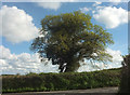 Oak tree, Chericombehead in TQ13 9PT