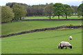 Sheep in field beside Edge Road in S32 5QN