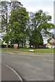 Trees on the green at the end of Elizabeth Way in NN6 0LG