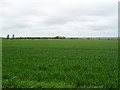 Crop field off Lydiate Lane (B5207) in L29 1YB