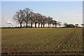 Fields at Fornham All Saints in IP28 6LF