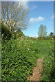 Meadow by Whitfield Lane in TA13 5DD