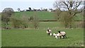 Ewes and lambs in SY6 7LD