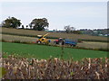 Still cutting maize in Betws-yn-Rhos in LL22 8DB