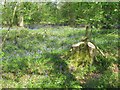 Bluebells at entrance to Chaddesley Wood in DY10 4QX