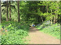 Walkers disappearing down a track in Chaddesley Wood in DY10 4RA
