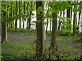 Bluebell wood in SY10 7HP