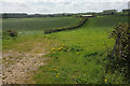 Farmland by the A356 in TA16 5AF