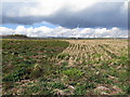 Stubble grassland near Ramparts Business Park in TD15 1TU