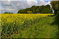 Path beside oilseed rape field, near Abbots Law in SP11 7AU