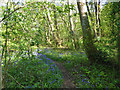 Bluebells along the path in TN33 0NP