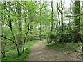 Path in High Wood to Dodford in B61 9BT
