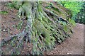 Exposed tree roots, Letham Glen in KY8 5TL