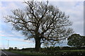 Tree on Rugby Road, Long Lawford in CV23 9DS