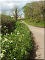 Lane past Chaser's Farm in BA22 9PS